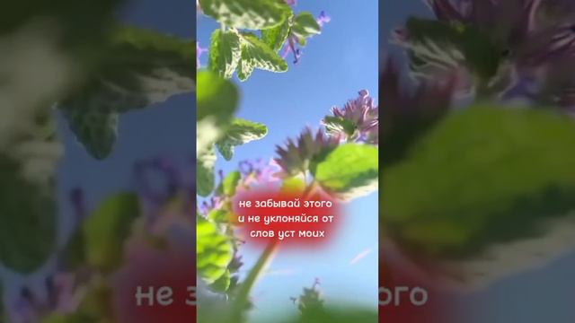 Библия -Притчи Соломона 4:5 смотреть онлайн