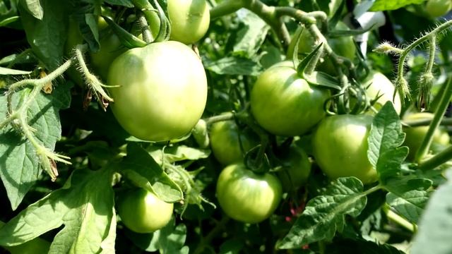 Томаты, перец, огурцы и баклажаны никогда не болеют и вмиг идут в рост! Сделайте так! смотреть онлайн