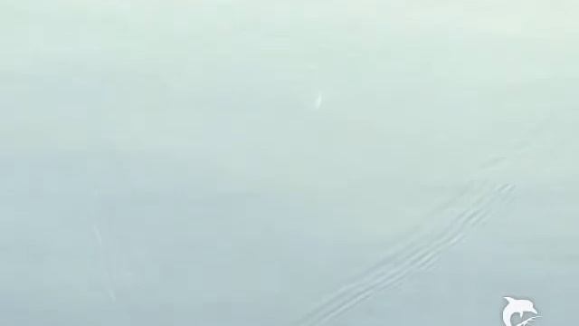 Nuoto TS160 смотреть онлайн