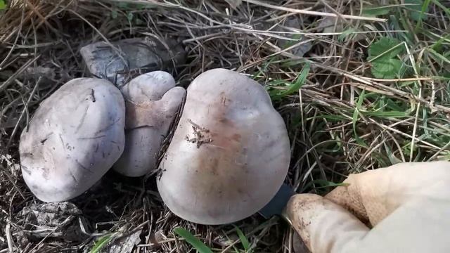 Lepista Nuda En Nido смотреть онлайн