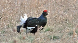 Охота на тетерева | Весенний ток 2022