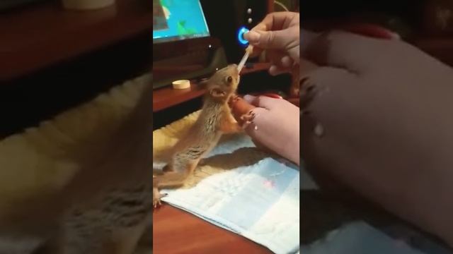 Прикол белка смотреть онлайн