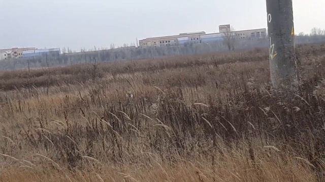 Эпаньол-бретон Fany Bretonique Style - нахаживание 25.01.2020 смотреть онлайн