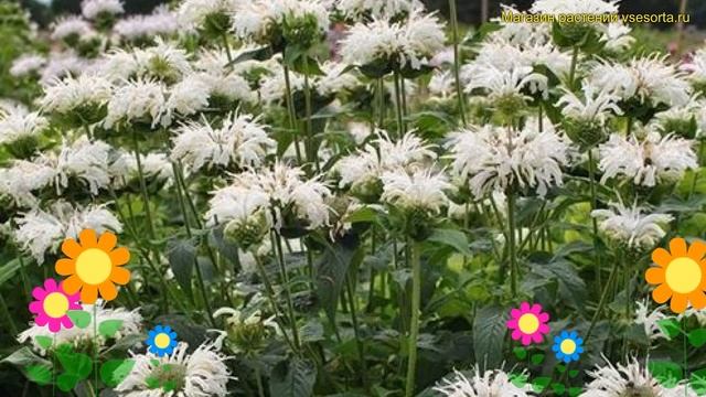 Монарда гибридная Би Брайт. Краткий обзор, описание характеристик мonarda Hybr. Bee-Bright