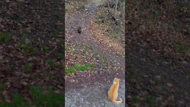 Цивилизация Хатор - раскрытие сердечного центра - исцеление мягкими кошачьими энергиями смотреть онлайн