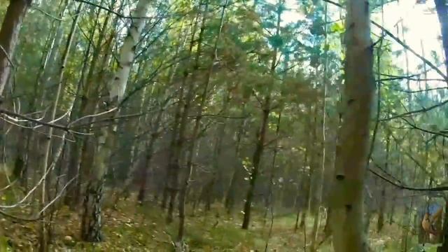 Первый сбор грибов-подберёзовиков смотреть онлайн