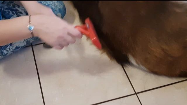 Линяю как собака) Фурминатор - что за зверь? Новогодний розыгрыш. Московская сторожевая Булат смотреть онлайн