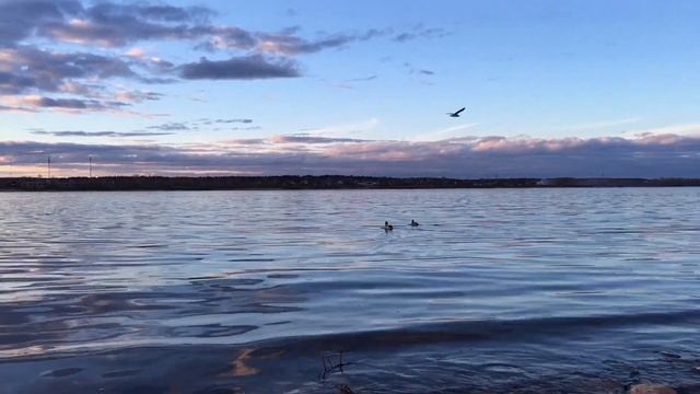Удачи в новом году | История об Орле и Курах смотреть онлайн
