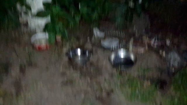 Рекорд ежиков на моей даче!!! смотреть онлайн