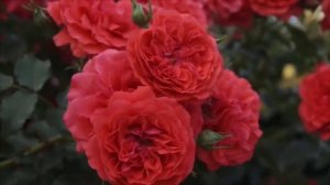 Шраб ЮТЕРСЕНС РОЗЕНКЕНИГЕН. Обзор сорта.