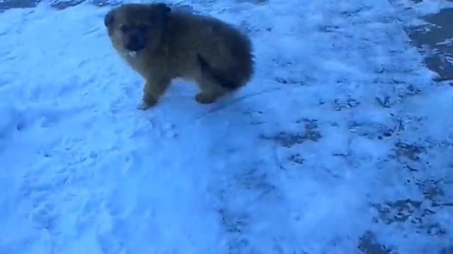 Самодельная сеялка точного высева для лука (часть-1). смотреть онлайн