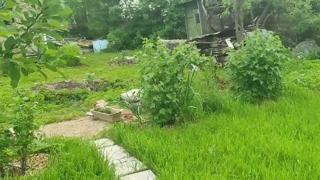 12.06.22.Дача.Розе в парнике очень нравится. смотреть онлайн