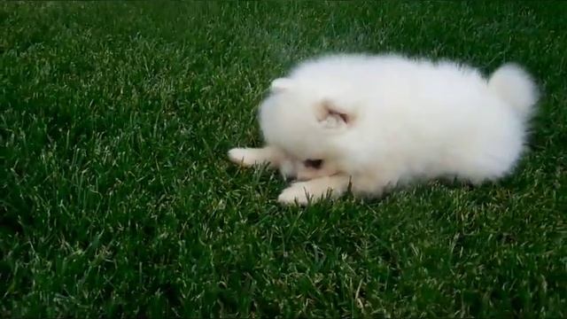 шпиц смотреть онлайн