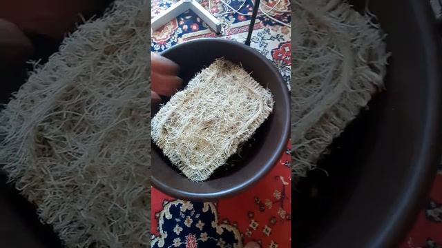 Экоферма микрозелени GreenFamily. Обзор корневой системы горошка Мадрас. смотреть онлайн
