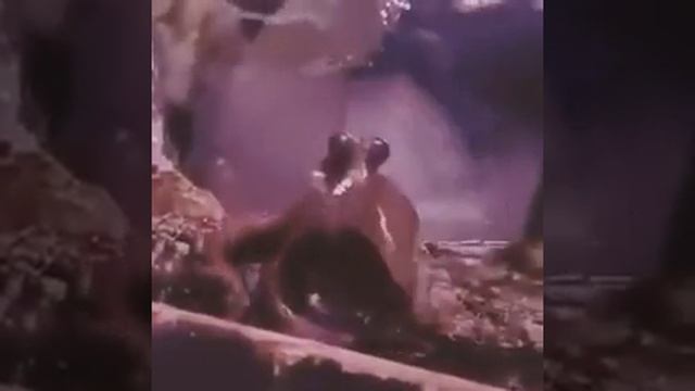 Какой дружелюбный осьминог👍👍👍