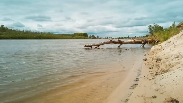 Дикая кошка принесла мужчине погибающего детеныша, в надежде о спасении. Это был её последний шанс смотреть онлайн