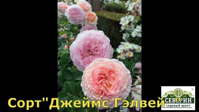 Английские розы смотреть онлайн