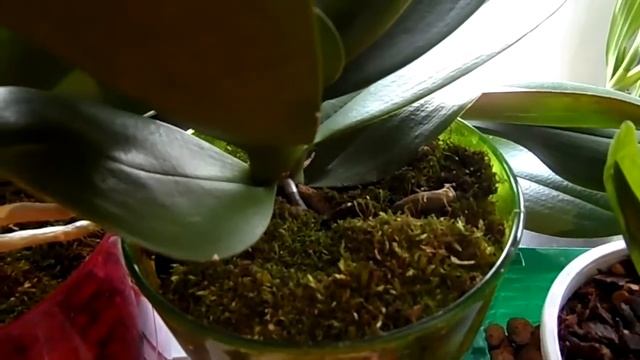 Лесной мох из подмосковья ! Мини обзор орхидей! смотреть онлайн