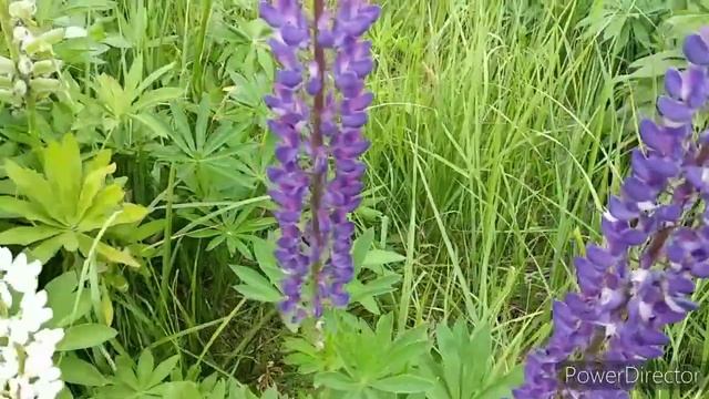 5 правил пленэра ! Пленэр, живопись на природе! смотреть онлайн