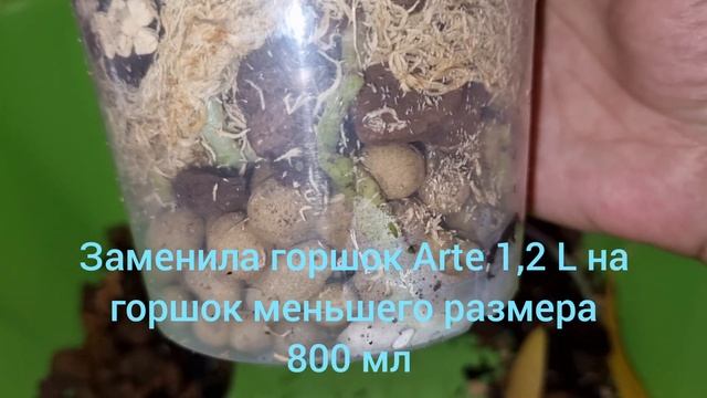 Что хочет Наташа | Обзор Посадки Орхидеи | Phal. Natacha Aico