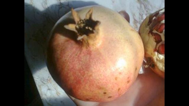 Самые морозостойкие сорта граната смотреть онлайн