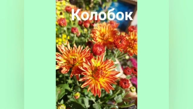 ЧАСТЬ 2. КОЛЛЕКЦИЯ КОРЕЙСКОЙ ХРИЗАНТЕМЫ НА ВЕСНУ 2022. ПРОДАЖА ПО ВСЕЙ РОССИИ. смотреть онлайн
