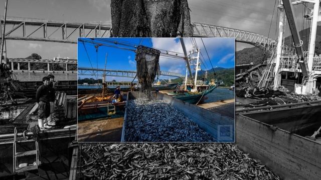 Япония пожалела от отказа вносить оплату за вылов рыбы в наших водах и теперь хочет всё вернуть! смотреть онлайн