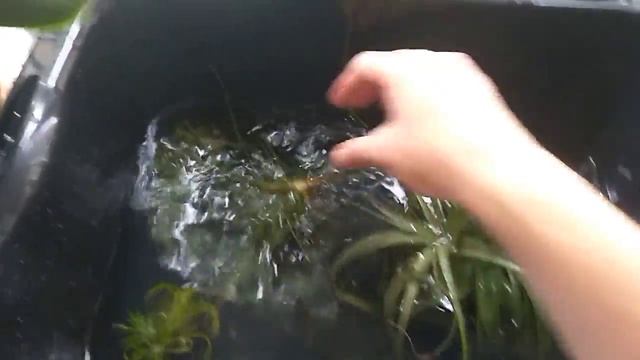 Тилландсии удобрение и полив, смотрим что прибавилось ?? смотреть онлайн