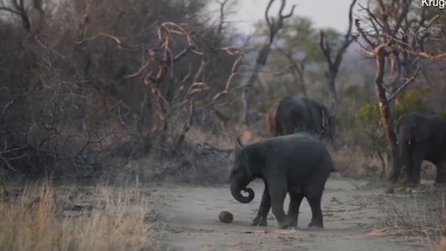 Слонёнок играет в футбол в Южной Африке смотреть онлайн