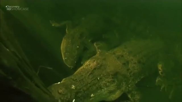 Дикая природа Австралии. Самые опасные животные Австралии смотреть онлайн