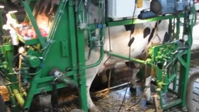 Обрезка копыт в Дании смотреть онлайн