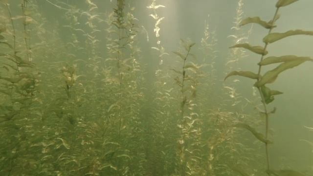 Водная жизнь в озере Лесном. смотреть онлайн