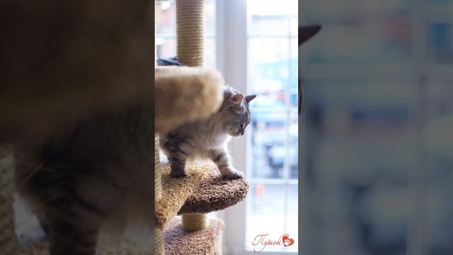 Комплекс для крупных кошек "Проша" смотреть онлайн