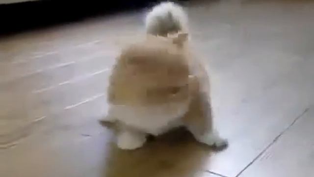 Рыжий котик с короткими лапками смотреть онлайн