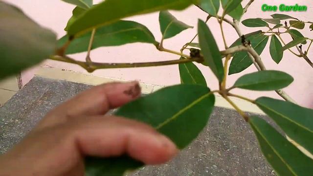 Tabebuia rosea, pink trumpet, fagun bou a beautiful avenue plant смотреть онлайн