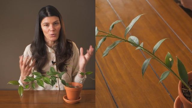 Hoya Odorata Houseplant Care — 300 Of 365