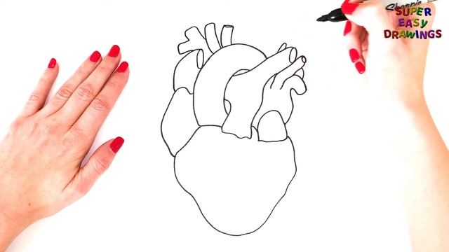 How To Draw A Human Heart Step By Step - Human Heart Drawing EASY смотреть онлайн