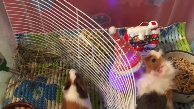 Наши свинки оказались разнополыми ? смотреть онлайн