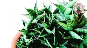 Sansevieria Hybrid «Sindoro» (Motomo x Ballyii) x Boncel)
