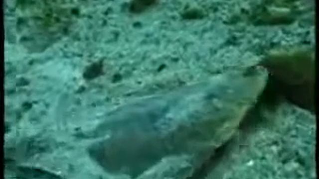 Писия смотреть онлайн