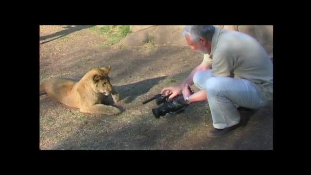 Летят перелётные птицы смотреть онлайн