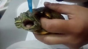 Промывание глаз красноухой черепахе