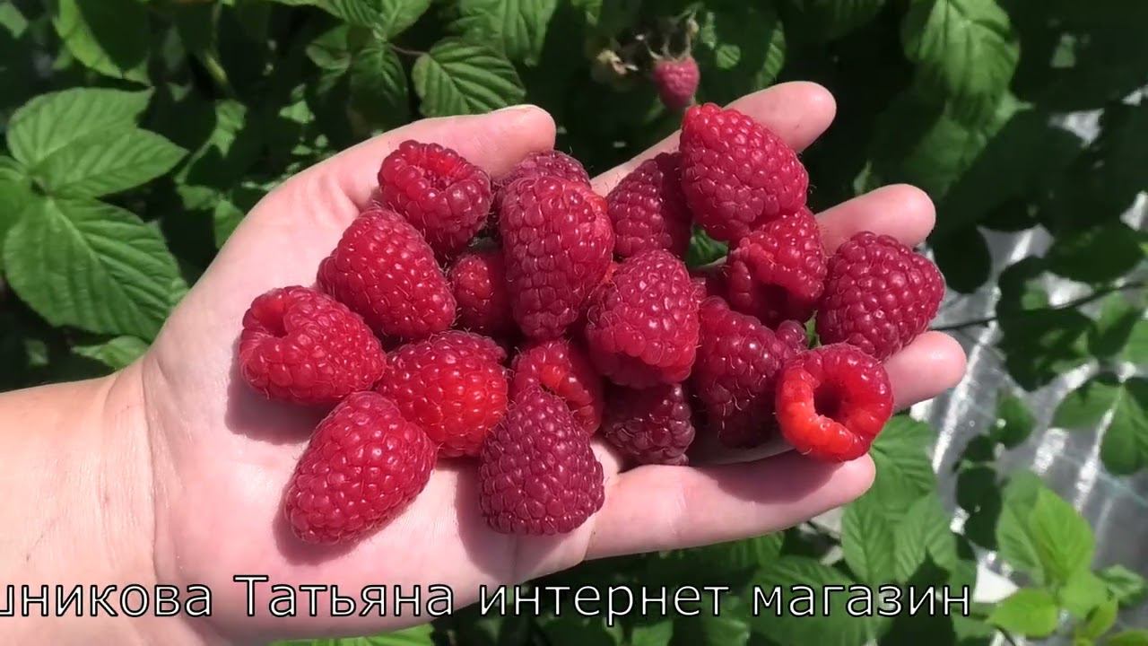 КАСТИОН сорт ремонтантной малины который мы используем на два урожая смотреть онлайн