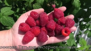 КАСТИОН сорт ремонтантной малины который мы используем на два урожая