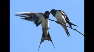 Народные приметы на апрель