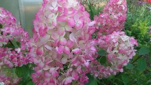 Гортензия Даймонд Руж. Компактная, крупноцветковая красавица