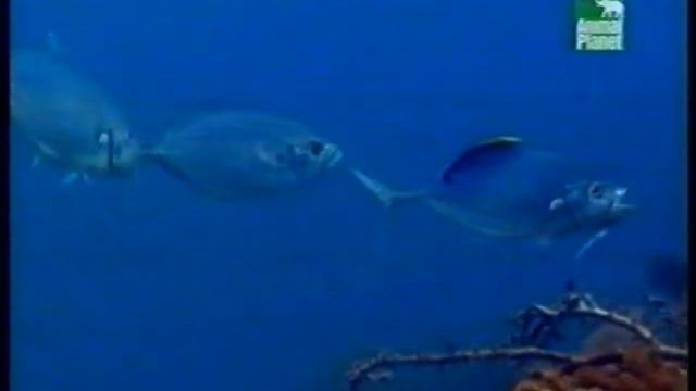 Animal Planet Design (summer 2007)