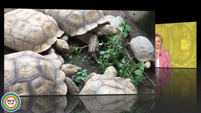 5 FUN FACTS ABOUT TORTOISES! IVY TV KIDS! смотреть онлайн