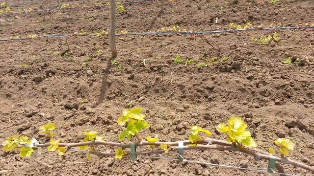 20160430 Виноград Памяти Хирурга смотреть онлайн