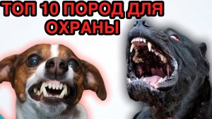 Топ 10 пород для ОХРАНЫ.